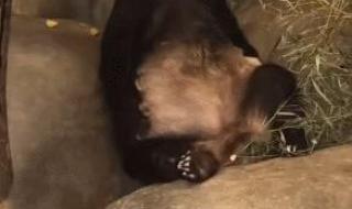 丫丫回国后首露面