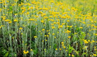 路边的野花不要采啥意思 路边的野花不要采dj