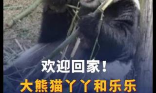 熊猫丫丫最新情况