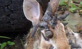 十只兔子恐怖真相