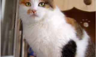 中华田园猫怎么养 中华田园猫