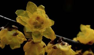 非物质文化遗产公园